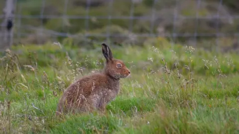 MANXSCENES A hare on the Isle of Man