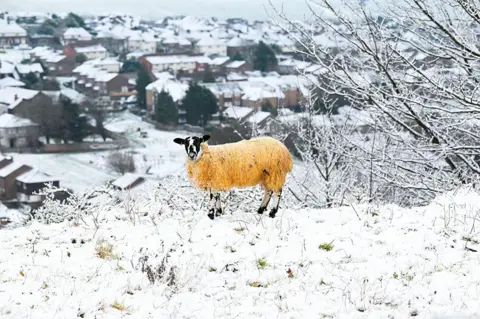 Simon Dack News / Alamy Stock Photo Sheep graze in the snow near Brighton Racecourse