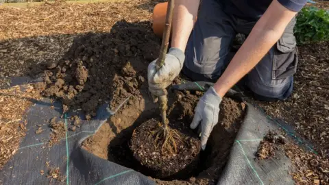 Getty Images Tree planting