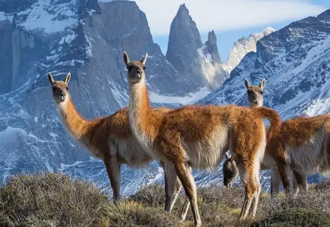 BBC NHU/Chadden Hunter Guanaco