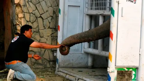 Getty Images Dr Amir Khalil feeds Kaavan in a transport crate to prepare him for the journey to Cambodia