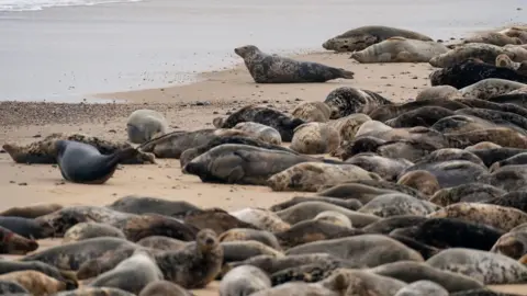 PA Media Grey seal