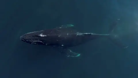 Reuters Aerial view looking down at humpback whale