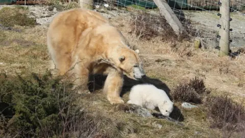 PA Victoria and cub