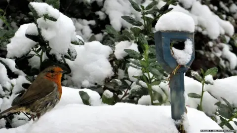 Maggie T/Weather Watchers A robin on the snow