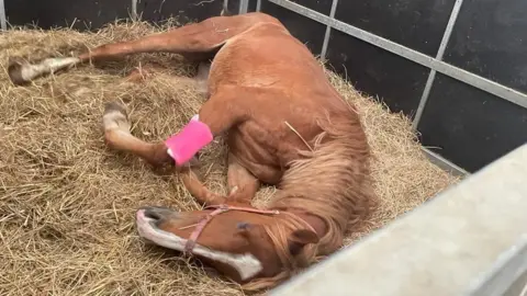 Gay Kelleway One of the rescued horses