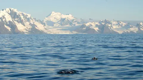 M.Collins/BAS South Georgia Whale Project Southern right whale and drone