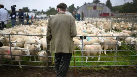 Getty Images sheep auction