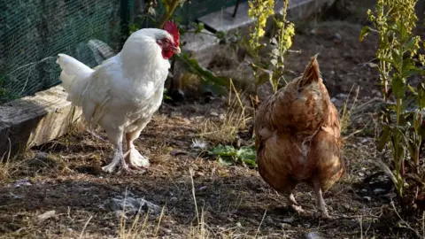 Getty Images Rooster and hen generic