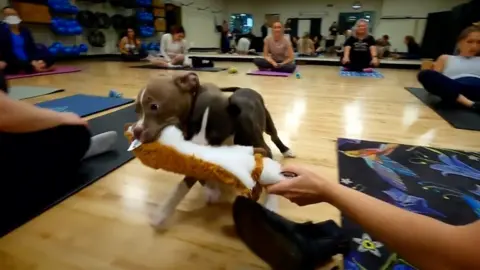 Gym with dogs