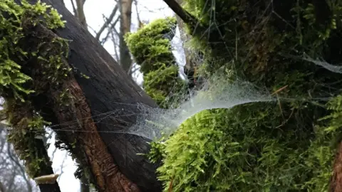 Emily Kasriel Moisture glistening on a spider's web, on a moss-covered tree