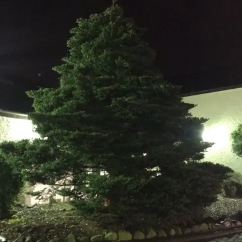 BBC The Christmas tree has been in darkness since it was vandalised