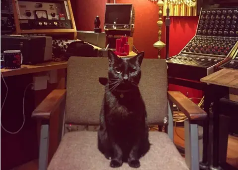 Eve Studios/Instagram Adam the Cat