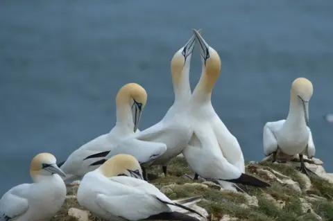 Lina Hannaford Birds on a rock at Bempton Cliffs Nature Reserve in Yorkshire