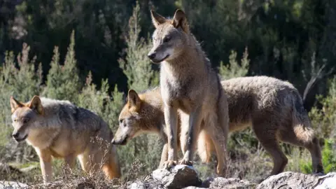 Getty Images Iberian wolves from the Iberian Wolf Centre in Robledo de Sanabria on February 21, 2020 in Zamora, Spain