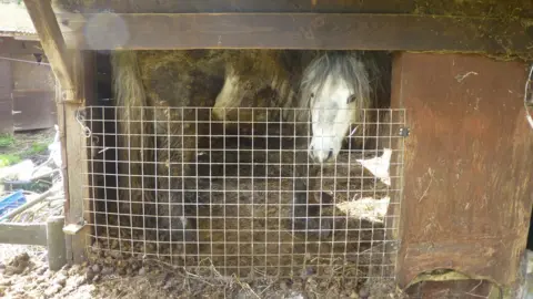 RSPCA Horse trapped in stable