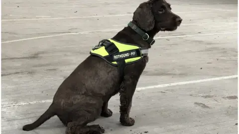 Pip the sniffer dog