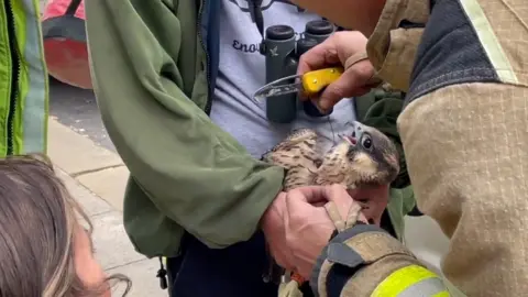 Paul Wheatley Peregrine in Leeds