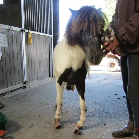 iStock Pony with overgrown hooves