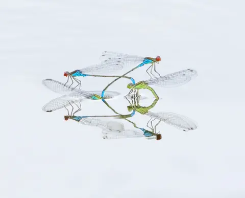 Nature TTL / Robert Page A close up photo of two damselflies on the surface of water