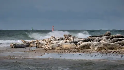 Hanne Siebers/National Trust Grey Seals on Blakeney Point, Norfolk 2022