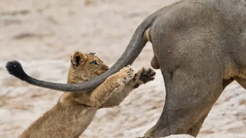 Sarah Skinner/Comedy Wildlife Photography Awards A lion cub goes for his dad's privates