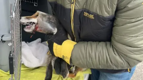 Second Chance Fox Rescue and Rehabilitation Fox rescue