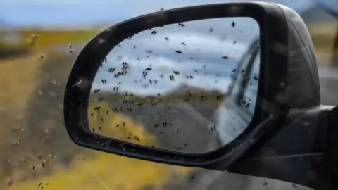 Getty Images Midges