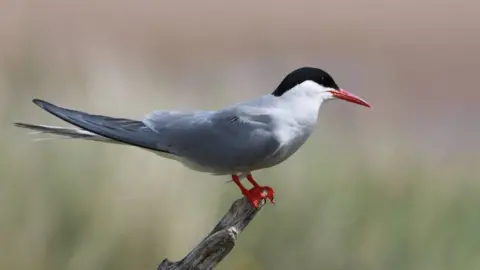 National Trust /PA  Arctic tern