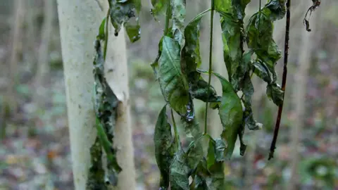 PA Media A tree infected with ash dieback