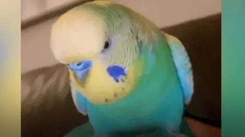 Billy the budgie