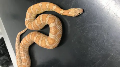 RSPCA Rescued snake