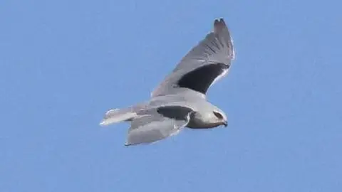 Marcus Nash/The Bird ID Company Black-winged kite in Norfolk