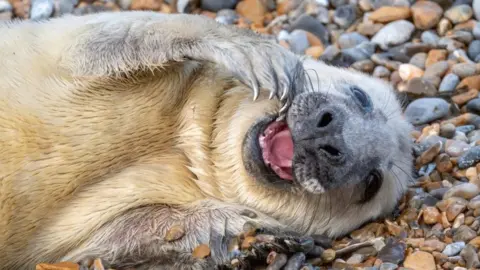 Seal pup at Blakeney