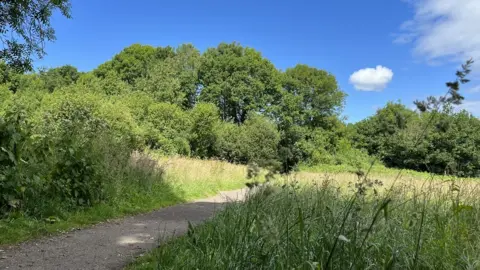 A wild field with trees and a path