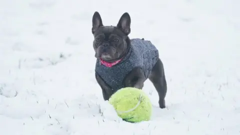 PA Media Small dog with big ball in snow