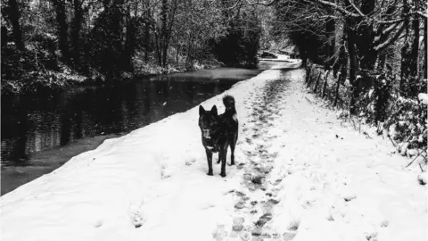 Alex Jones Mutley enjoying his afternoon walk alongside a canal in Llangynidr, Powys