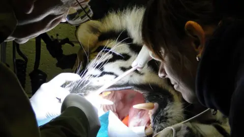 Welsh Mountain Zoo Dr Peter Kertesz and a colleague work on the teeth of sedated Budi