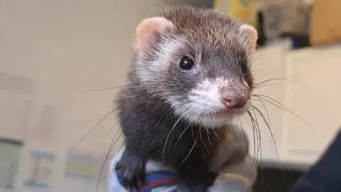 Aphrodite the ferret