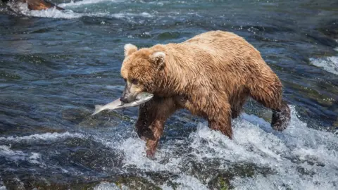 Barcroft Media via Getty A bear hunts with a salmon in its mouth