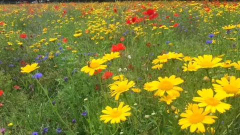 BBC Wildflowers