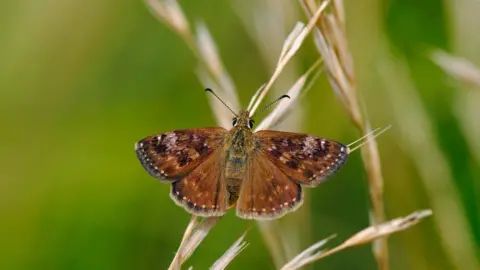 Getty Images Dingy Skipper Butterfly