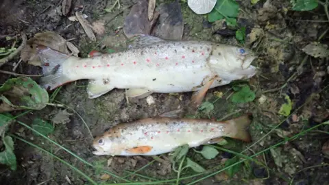 Environment Agency Fish killed after a leak on July 21 2019 spilled untreated effluent into Shawford Lake Stream in Waltham Chase
