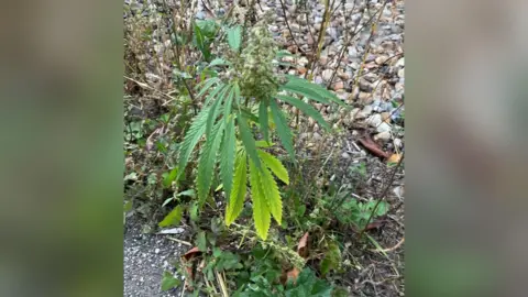 Suffolk Police Cannabis on A14
