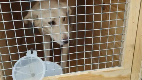 Lorraine Edwards Dog rescued from Afghanistan.