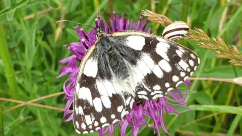 Sophie Cooper Marbled White