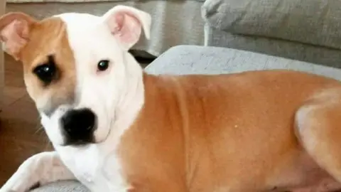 West Midlands Police John Robbins' dog Rogan was found in Crackley Lane, Warwickshire