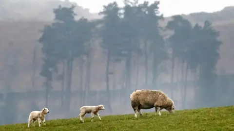 PA Media A sheep with lambs on a farm in the Yorkshire Dales