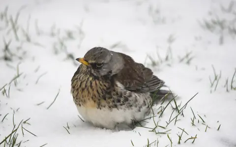 Cliff Kinch A fieldfare looking a bit grumpy in the snow