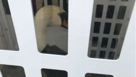 RSPCA Swan in van